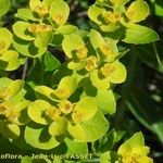 Euphorbia illirica Blüte