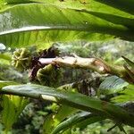 Mangenotiella stellata Fruit