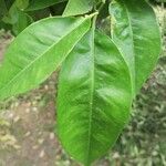Citrus x paradisi 葉