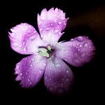 Dianthus longicaulis Flower