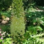 Eremurus robustus Fleur