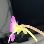 Pinguicula moranensis 花