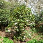 Rhododendron pachytrichum Συνήθη χαρακτηριστικά