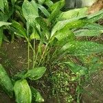 Aspidistra sichuanensis অভ্যাস