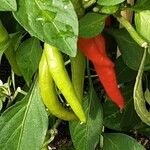 Capsicum frutescens ഫലം