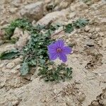 Erodium gruinum برگ