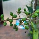 Ligustrum sinense Плод