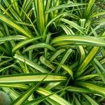 Pandanus pygmaeus Hoja