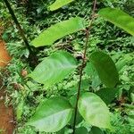 Pseudospondias microcarpa Leaf