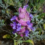 Salvia pachyphylla Цвят