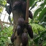 Theobroma cacao 果