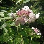 Hydrangea serrata Кветка