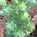 Cliffortia polygonifolia Hoja