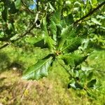 Quercus agrifolia Blad