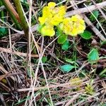 Chrysosplenium alternifoliumبرگ