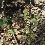 Rhodiola integrifolia Frunză
