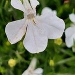 Lobelia erinus Flower