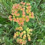 Euphorbia cyparissiasBlomma