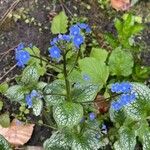 Brunnera macrophyllaBloem