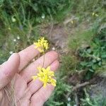 Biscutella laevigata Цветок