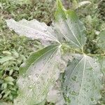 Strychnos nux-vomica 叶
