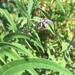 Salvia leucantha Leaf