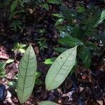Annona foetida Leaf