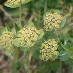 Bupleurum angulosum Квітка