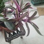 Tradescantia spathaceaFuelha