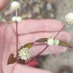 Alternanthera brasilianaFlower