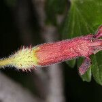 Ribes roezlii Flower