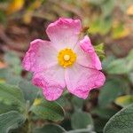 Cistus parviflorus പുഷ്പം