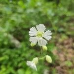 Silene stellata Kukka