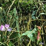 Dendrobium victoriae-reginae 整株植物