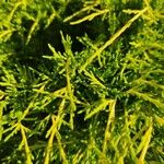 Juniperus sabinaপাতা