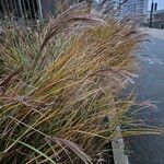 Miscanthus sinensis موطن