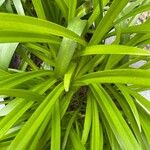 Allium nigrum ഇല