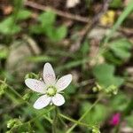 Saxifraga rotundifolia 花