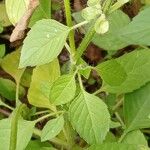 Ocimum americanum Лист