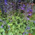 Salvia patens Flor