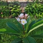 Plumeria rubraFlors