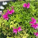 Rhododendron pulchrum Flor