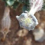 Silene succulenta Λουλούδι