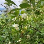 Philadelphus lewisii Folha