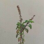 Ocimum tenuiflorumLeht