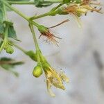 Hypericum triquetrifolium Fruit