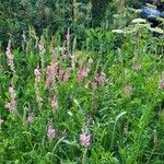 Onobrychis viciifolia Blomst