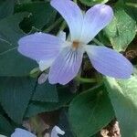 Viola suavis Flor