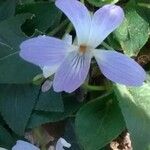 Viola suavis 花