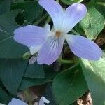 Viola suavis Flower